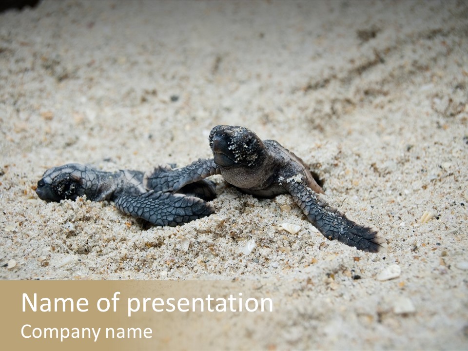 Beach Sea Turtle Sea Turtle Facts PowerPoint Template