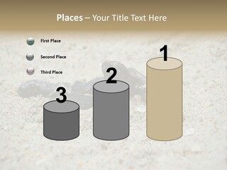 Beach Sea Turtle Sea Turtle Facts PowerPoint Template