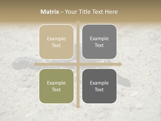 Beach Sea Turtle Sea Turtle Facts PowerPoint Template