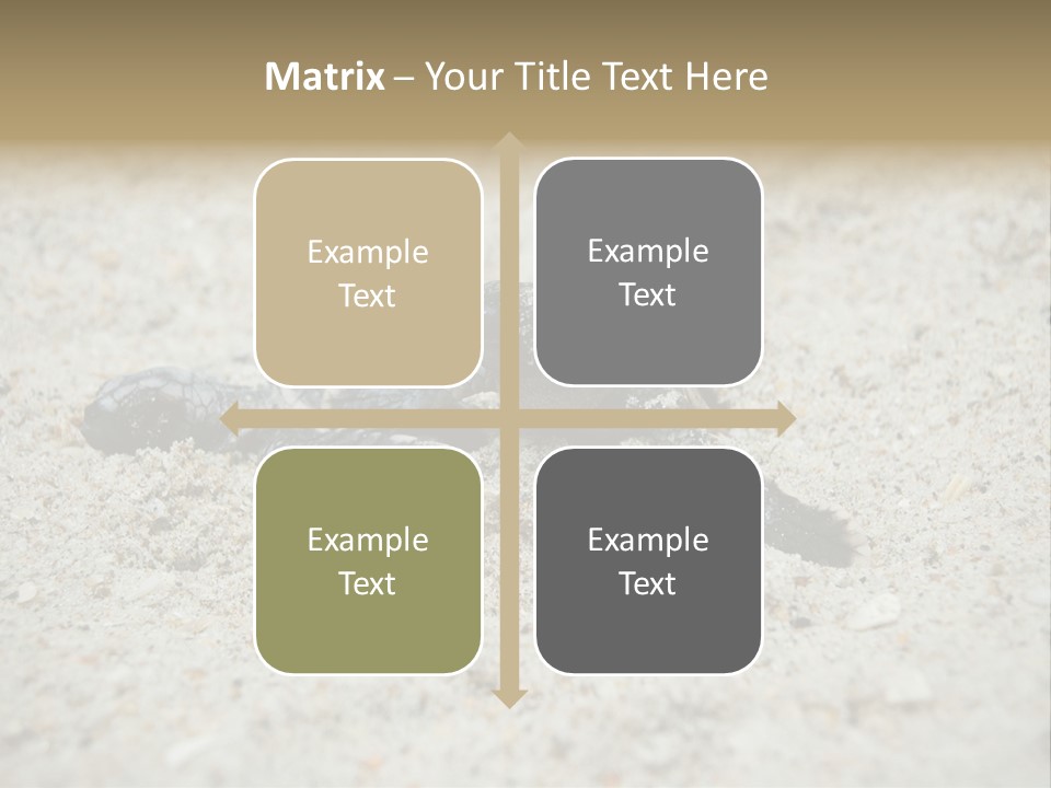 Beach Sea Turtle Sea Turtle Facts PowerPoint Template