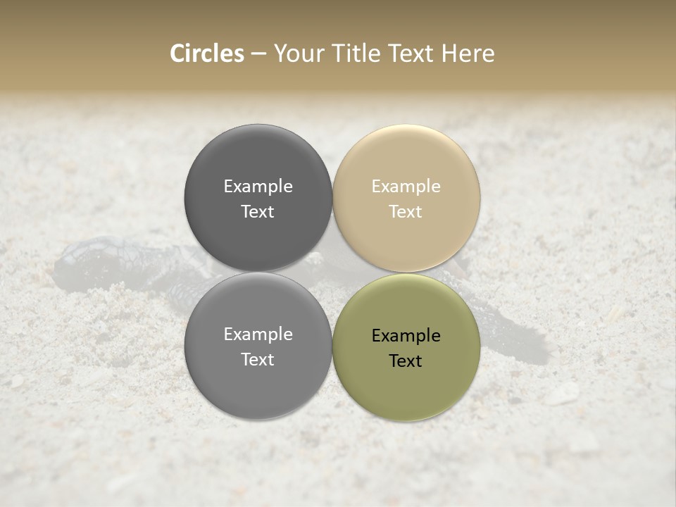 Beach Sea Turtle Sea Turtle Facts PowerPoint Template