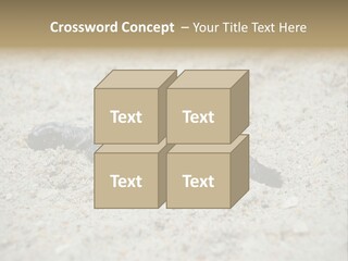 Beach Sea Turtle Sea Turtle Facts PowerPoint Template