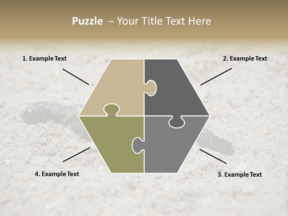 Beach Sea Turtle Sea Turtle Facts PowerPoint Template