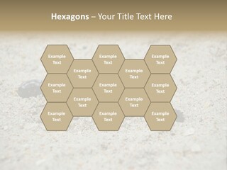 Beach Sea Turtle Sea Turtle Facts PowerPoint Template