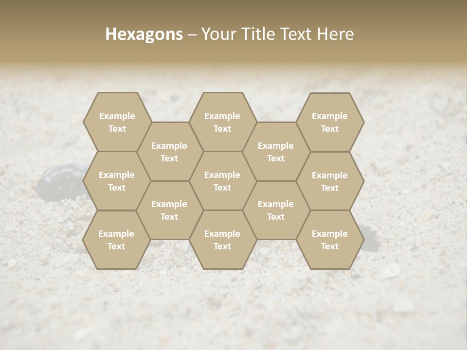 Beach Sea Turtle Sea Turtle Facts PowerPoint Template