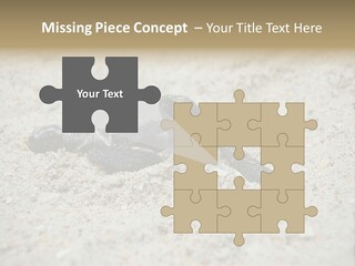 Beach Sea Turtle Sea Turtle Facts PowerPoint Template