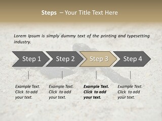 Beach Sea Turtle Sea Turtle Facts PowerPoint Template