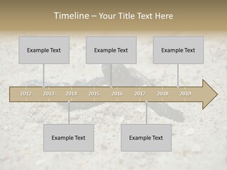 Beach Sea Turtle Sea Turtle Facts PowerPoint Template