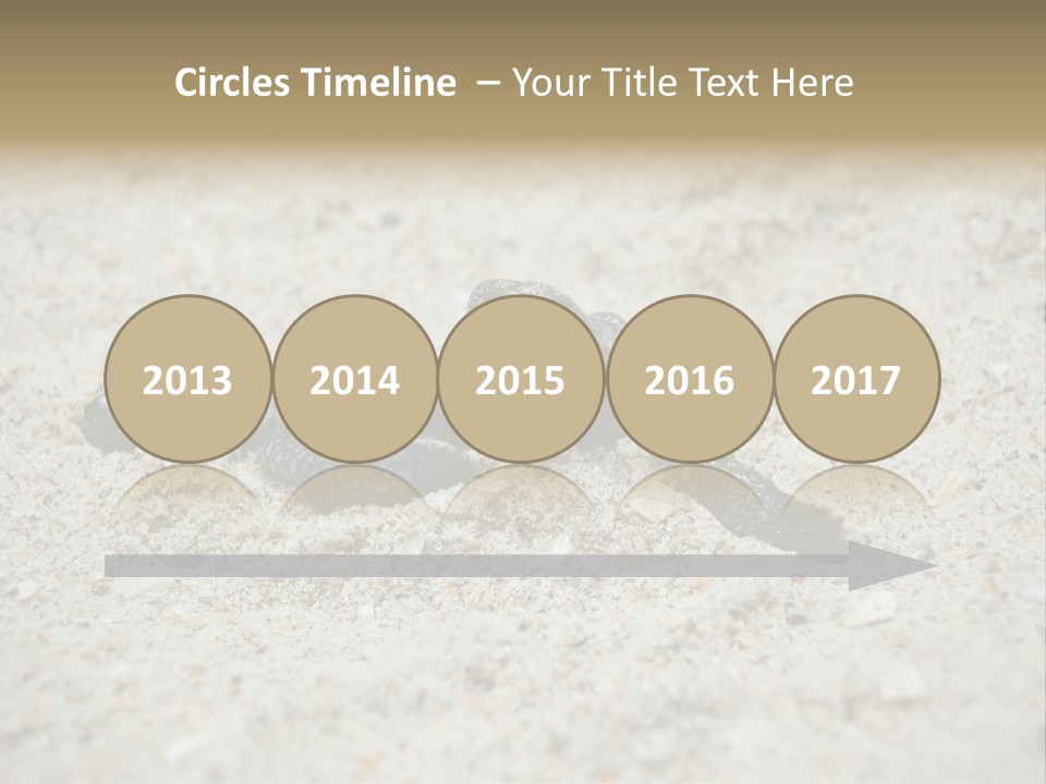 Beach Sea Turtle Sea Turtle Facts PowerPoint Template