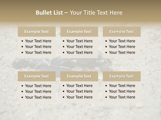 Beach Sea Turtle Sea Turtle Facts PowerPoint Template