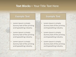 Beach Sea Turtle Sea Turtle Facts PowerPoint Template