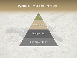 Beach Sea Turtle Sea Turtle Facts PowerPoint Template