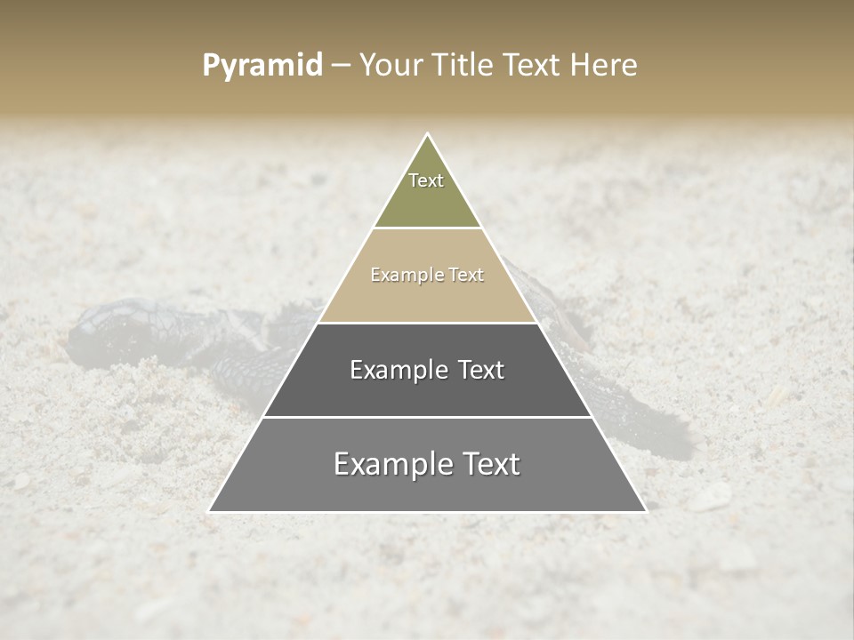 Beach Sea Turtle Sea Turtle Facts PowerPoint Template