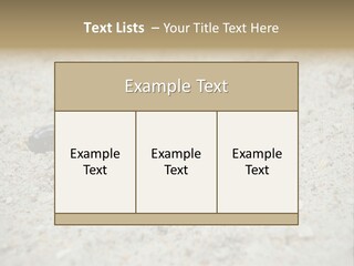 Beach Sea Turtle Sea Turtle Facts PowerPoint Template