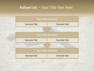 Beach Sea Turtle Sea Turtle Facts PowerPoint Template