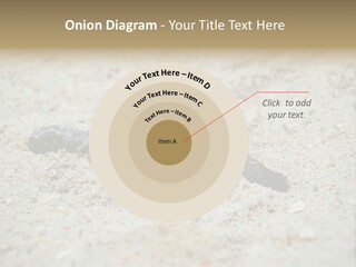 Beach Sea Turtle Sea Turtle Facts PowerPoint Template