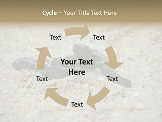 Beach Sea Turtle Sea Turtle Facts PowerPoint Template