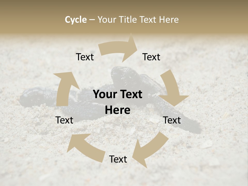 Beach Sea Turtle Sea Turtle Facts PowerPoint Template