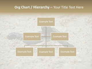 Beach Sea Turtle Sea Turtle Facts PowerPoint Template