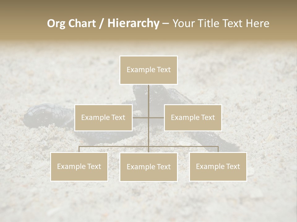 Beach Sea Turtle Sea Turtle Facts PowerPoint Template