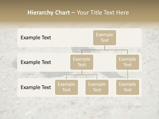 Beach Sea Turtle Sea Turtle Facts PowerPoint Template