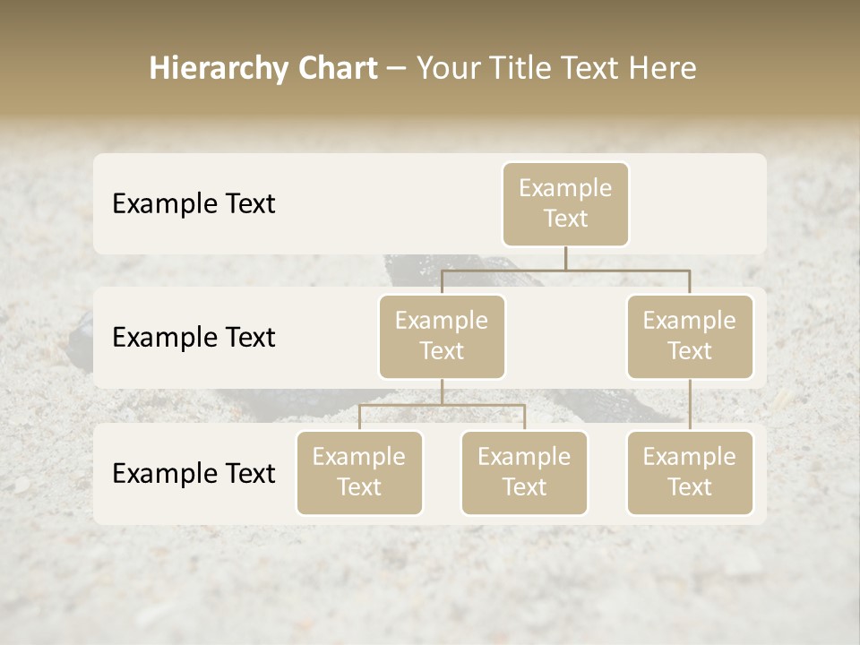 Beach Sea Turtle Sea Turtle Facts PowerPoint Template