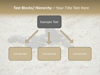 Beach Sea Turtle Sea Turtle Facts PowerPoint Template