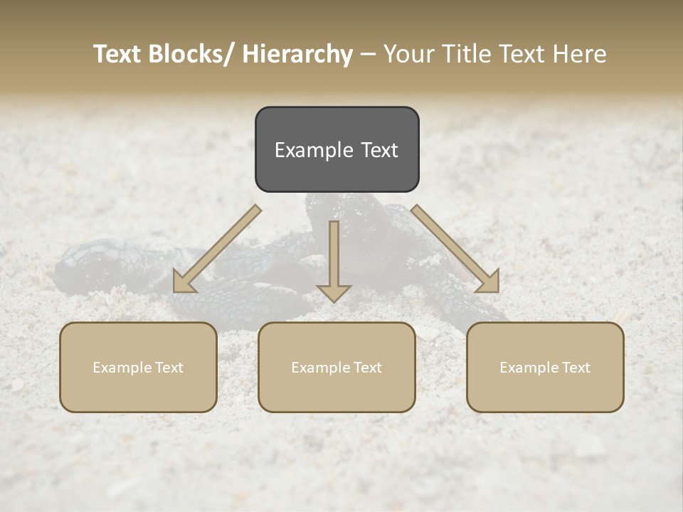 Beach Sea Turtle Sea Turtle Facts PowerPoint Template
