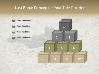 Beach Sea Turtle Sea Turtle Facts PowerPoint Template