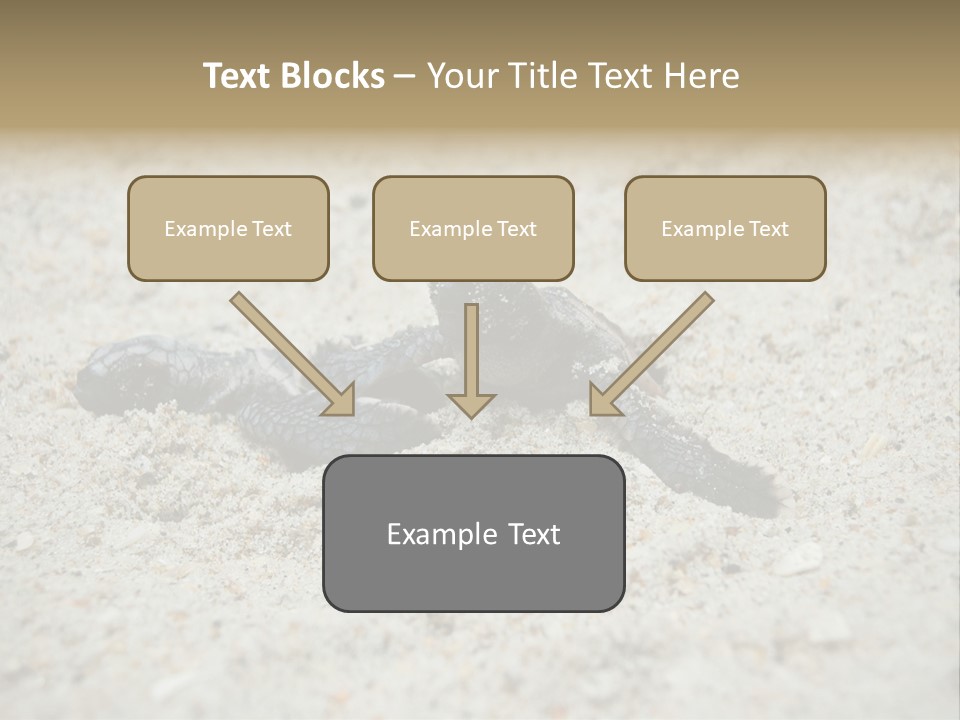 Beach Sea Turtle Sea Turtle Facts PowerPoint Template