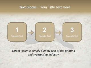 Beach Sea Turtle Sea Turtle Facts PowerPoint Template