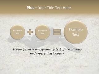 Beach Sea Turtle Sea Turtle Facts PowerPoint Template