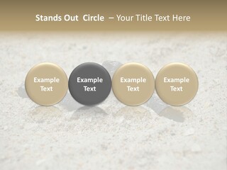 Beach Sea Turtle Sea Turtle Facts PowerPoint Template