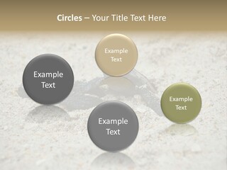 Beach Sea Turtle Sea Turtle Facts PowerPoint Template