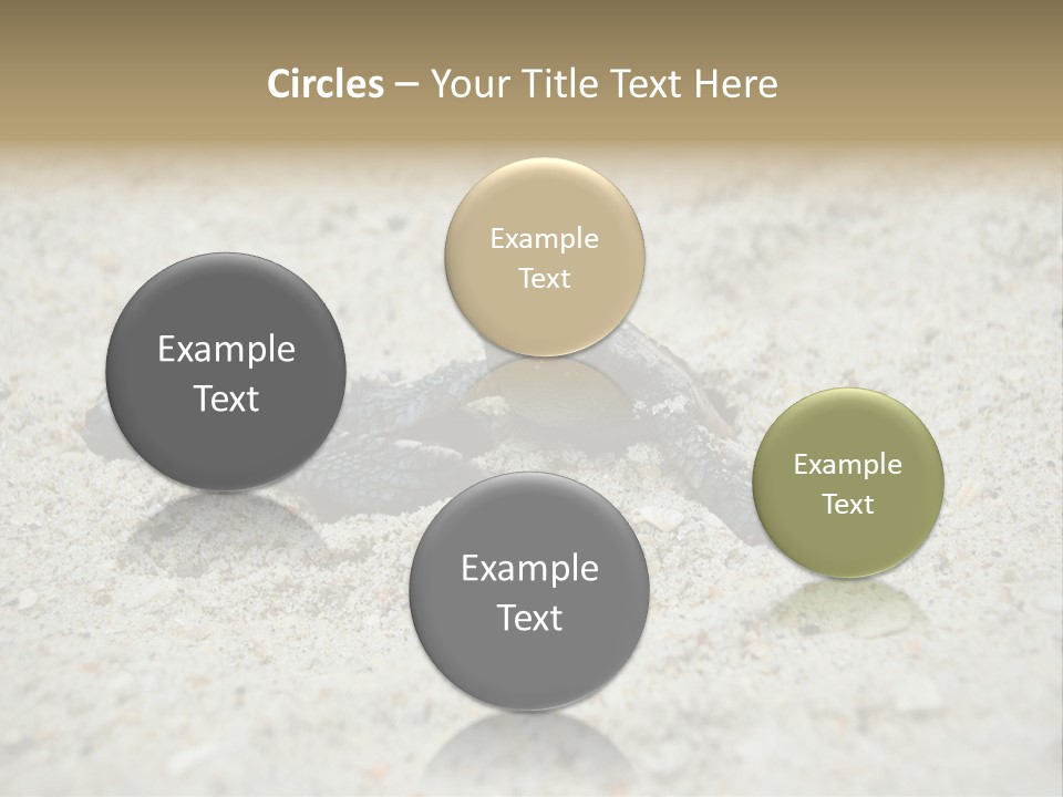 Beach Sea Turtle Sea Turtle Facts PowerPoint Template