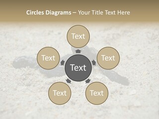 Beach Sea Turtle Sea Turtle Facts PowerPoint Template