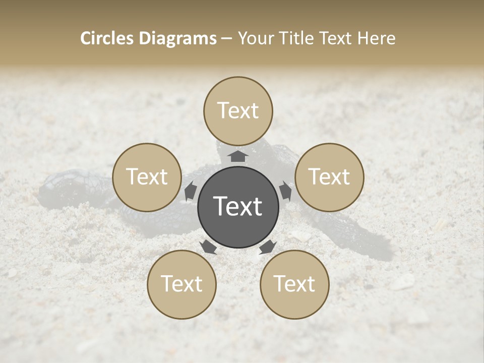 Beach Sea Turtle Sea Turtle Facts PowerPoint Template