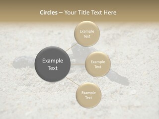 Beach Sea Turtle Sea Turtle Facts PowerPoint Template