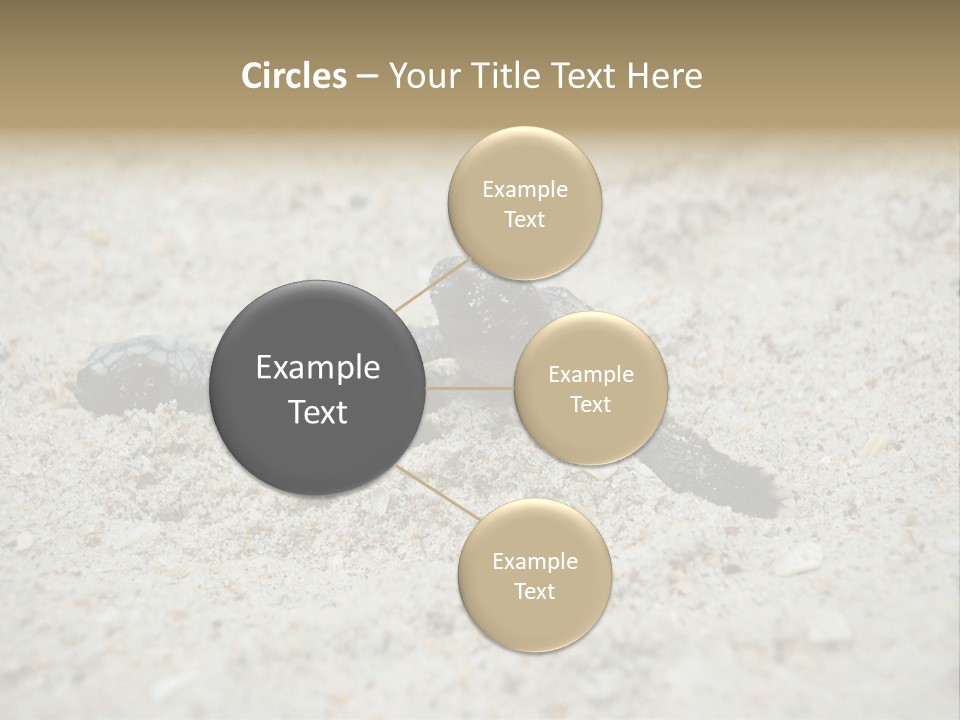 Beach Sea Turtle Sea Turtle Facts PowerPoint Template