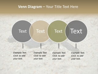 Beach Sea Turtle Sea Turtle Facts PowerPoint Template