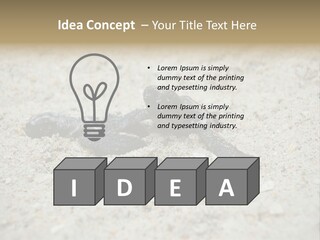 Beach Sea Turtle Sea Turtle Facts PowerPoint Template