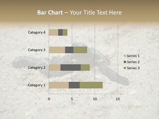 Beach Sea Turtle Sea Turtle Facts PowerPoint Template