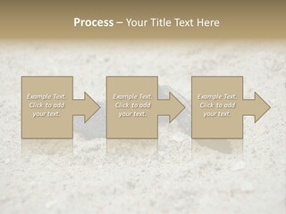 Beach Sea Turtle Sea Turtle Facts PowerPoint Template