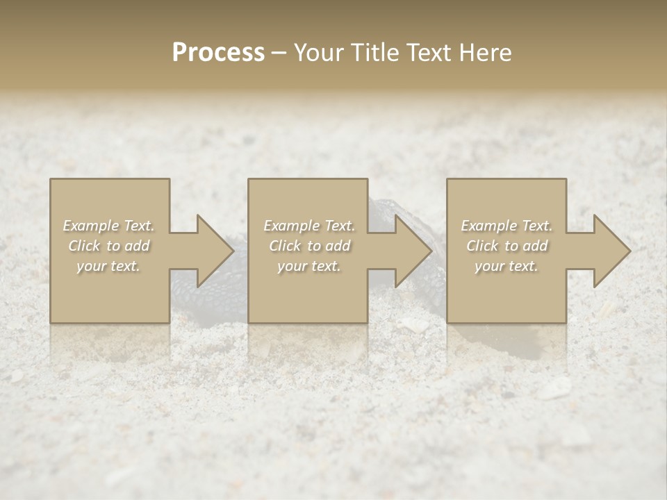 Beach Sea Turtle Sea Turtle Facts PowerPoint Template