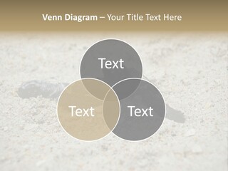 Beach Sea Turtle Sea Turtle Facts PowerPoint Template