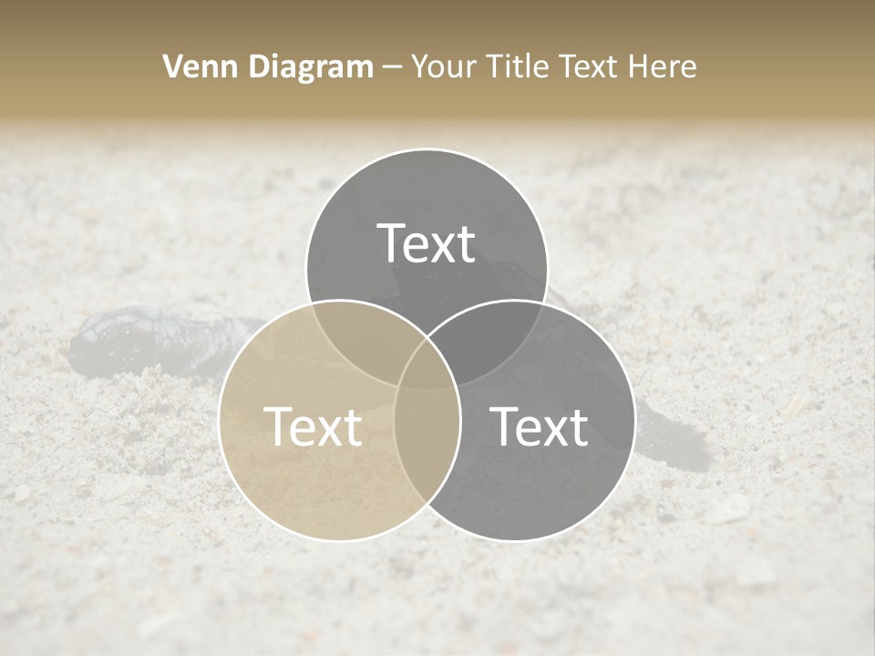 Beach Sea Turtle Sea Turtle Facts PowerPoint Template