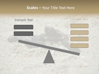 Beach Sea Turtle Sea Turtle Facts PowerPoint Template