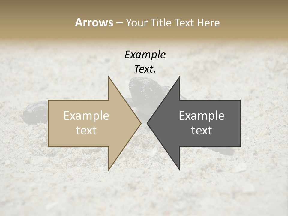 Beach Sea Turtle Sea Turtle Facts PowerPoint Template