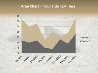 Beach Sea Turtle Sea Turtle Facts PowerPoint Template