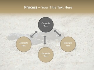 Beach Sea Turtle Sea Turtle Facts PowerPoint Template